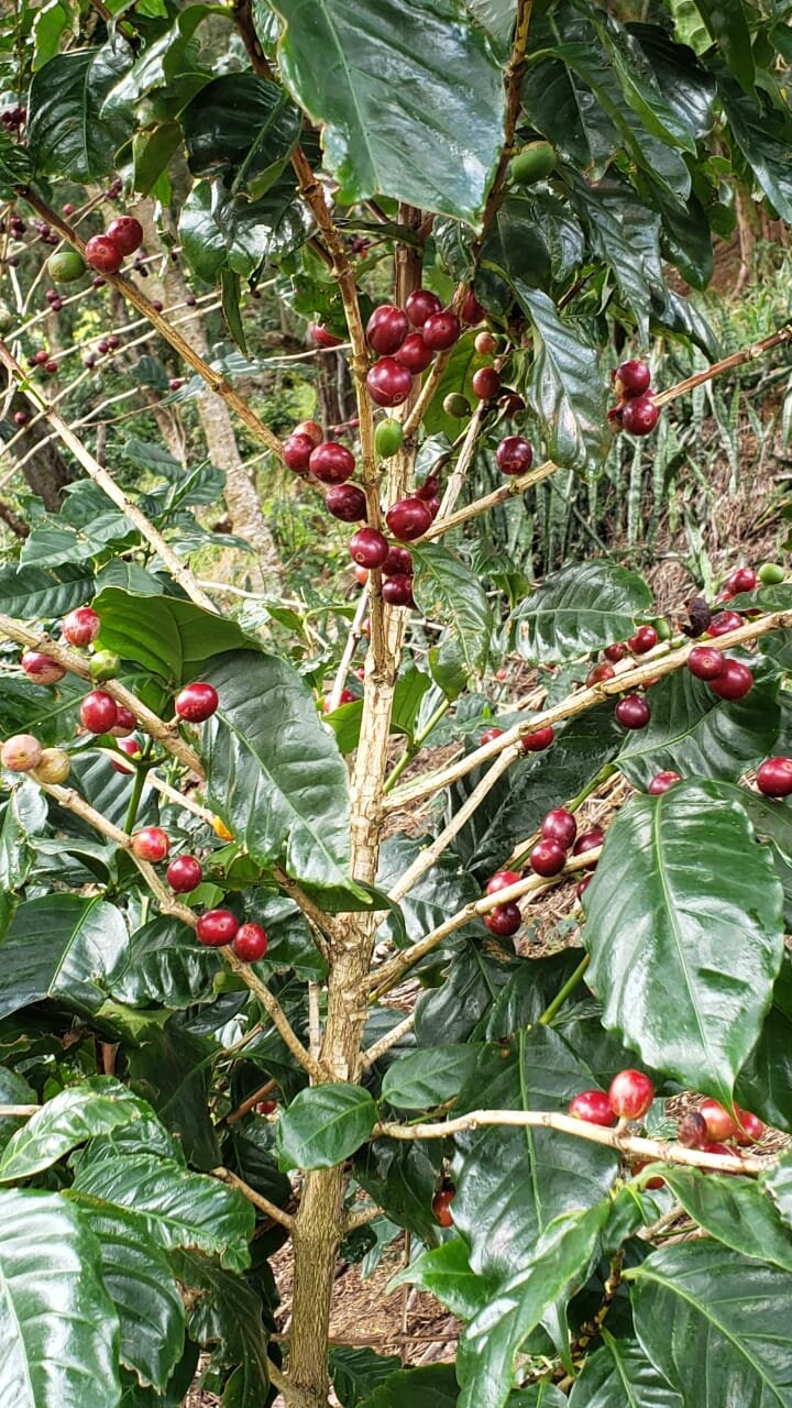 Jay and Hercules Supreme Coffee 100% Jamaica Blue Mountain (Subscription)